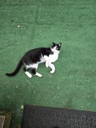 Found/Stray Female Cat last seen St rd 2, New Carlisle, IN 46552