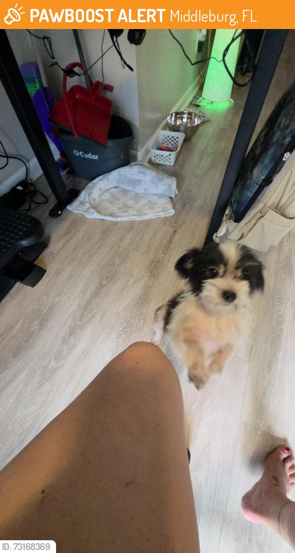 Found/Stray Female Dog last seen Ravines Subdivision, Middleburg, FL 32068