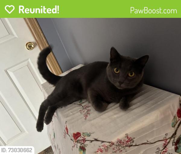 Reunited Female Cat last seen Chinkapin Trail, Hunters Creek Trailer Park, Lapeer, MI 48446