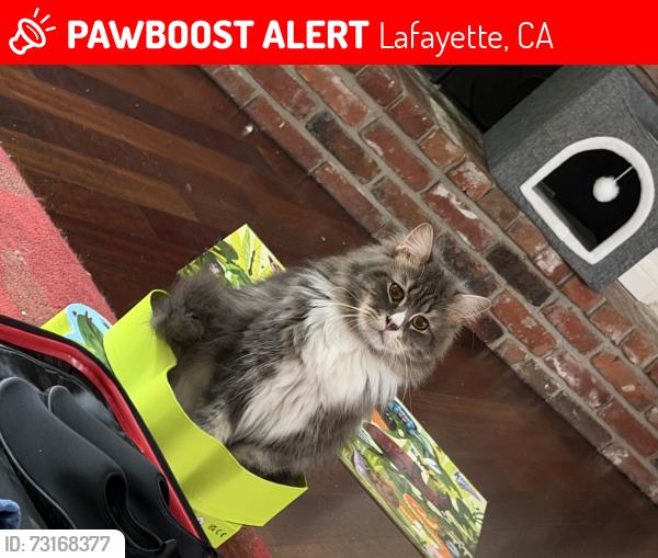 Lost Male Cat last seen Near timothy lane, Lafayette, CA 94549