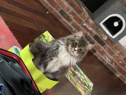 Lost Male Cat last seen Near timothy lane, Lafayette, CA 94549