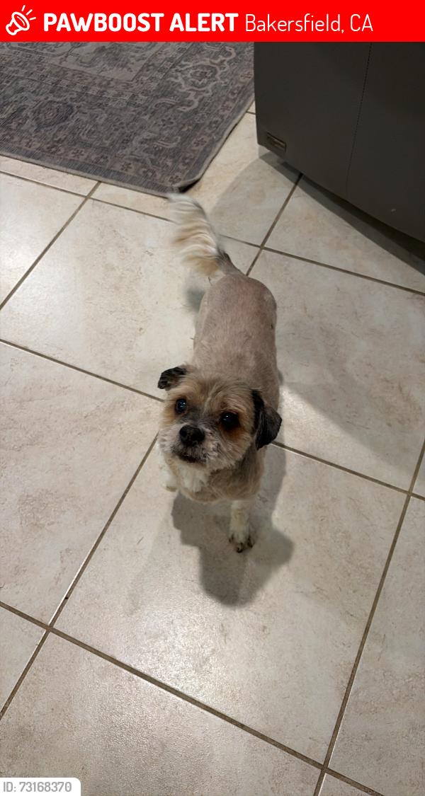Lost Male Dog last seen Meacham and Rudd, Bakersfield, CA 93314