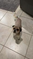 Lost Male Dog last seen Meacham and Rudd, Bakersfield, CA 93314