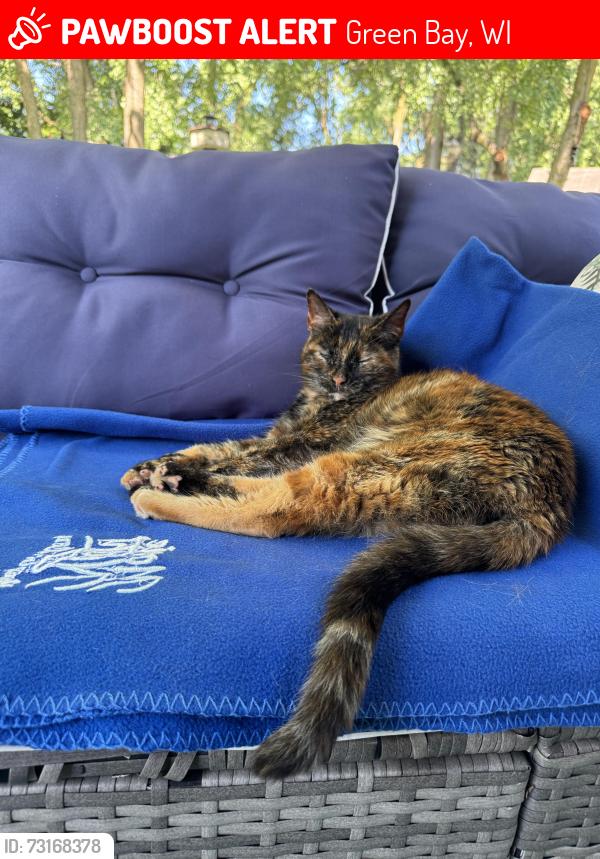 Lost Female Cat last seen Ferndale and LaCount, Green Bay, WI 54313