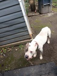 Found/Stray Male Dog last seen 8th st store, Roanoke, VA 24016