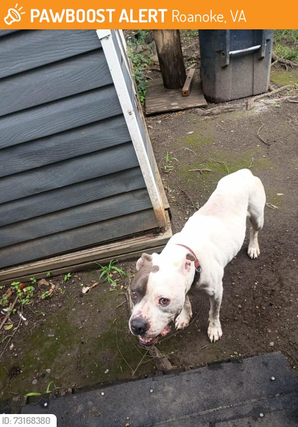 Found/Stray Male Dog last seen 8th st store, Roanoke, VA 24016