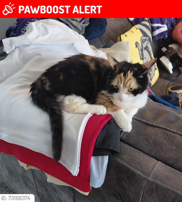 Lost Female Cat last seen The Jolly Butcher pub, Greater Manchester, England 