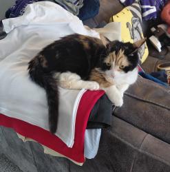 Lost Female Cat last seen The Jolly Butcher pub, Greater Manchester, England 
