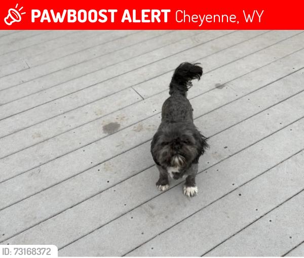Lost Male Dog last seen Mustang Ridge, Cheyenne, WY 82003