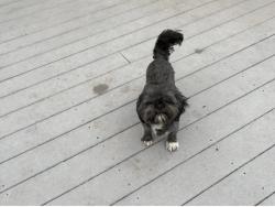Lost Male Dog last seen Mustang Ridge, Cheyenne, WY 82003