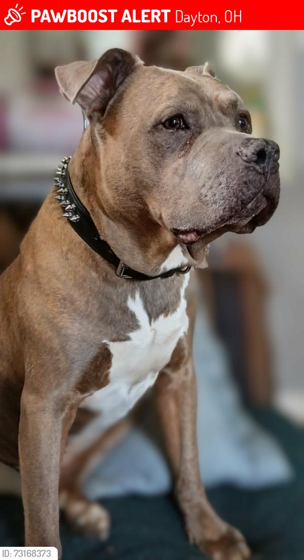 Lost Male Dog last seen Community Rd ,Brandt Pike, Dayton, OH 45414