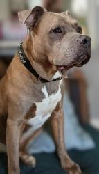 Lost Male Dog last seen Community Rd ,Brandt Pike, Dayton, OH 45414