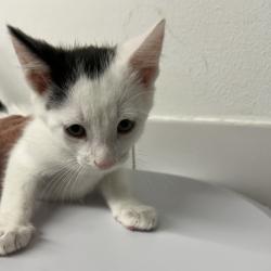 Shelter Stray Male Cat last seen , 2700 Walnut Pl, St. Louis, MO 63103, USA