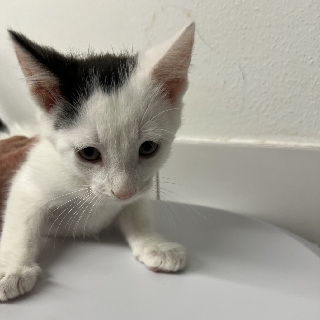 Shelter Stray Male Cat last seen , 2700 Walnut Pl, St. Louis, MO 63103, USA