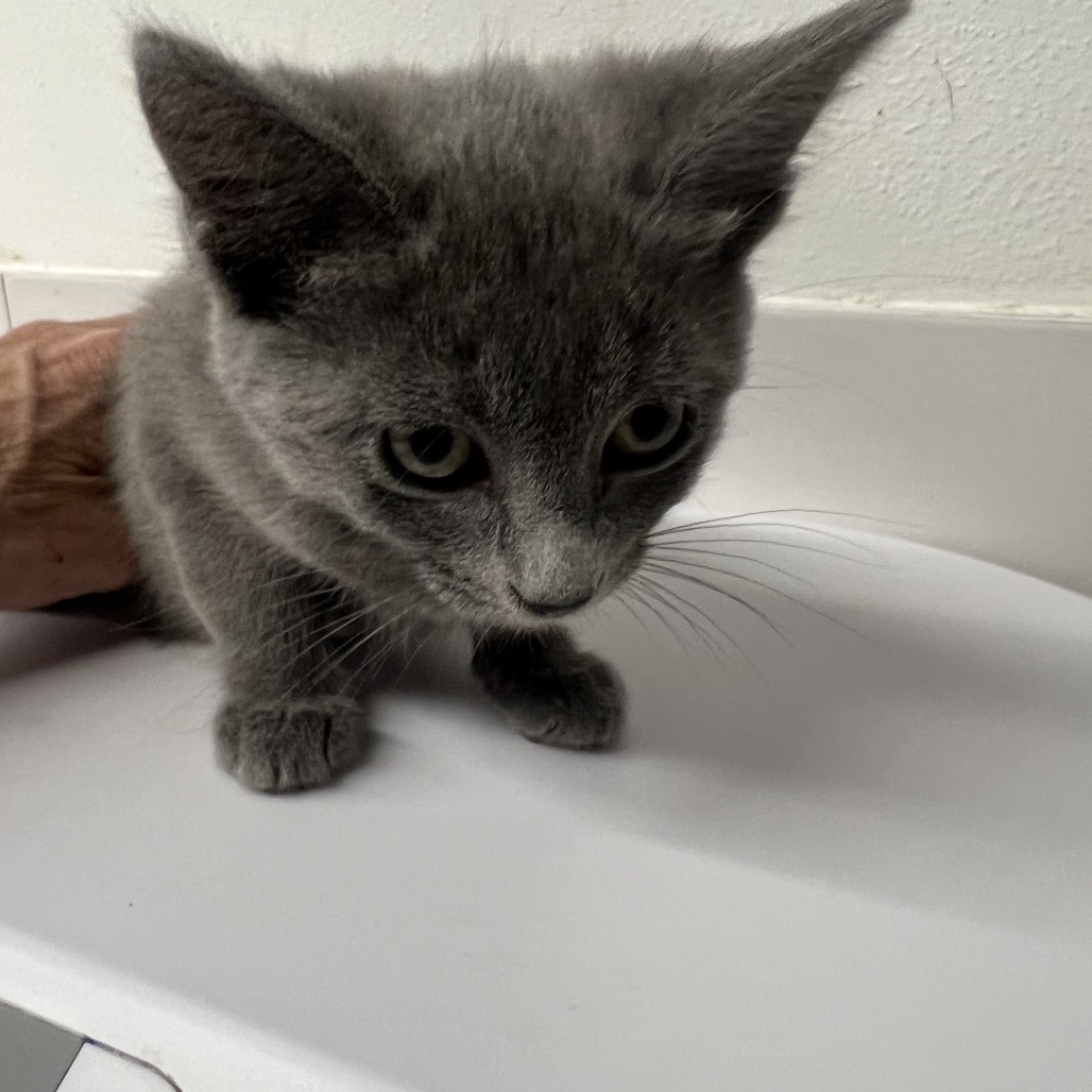 Shelter Stray Female Cat last seen , 2700 Walnut Pl, St. Louis, MO 63103, USA