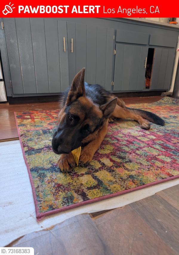 Lost Female Dog last seen Wentworth and marry bell, Los Angeles, CA 91040