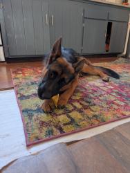 Lost Female Dog last seen Wentworth and marry bell, Los Angeles, CA 91040