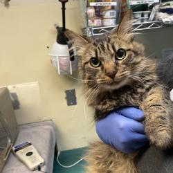 Shelter Stray Male Cat last seen , 361 S Raymond Ave, Pasadena, CA 91105, USA