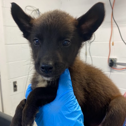 Shelter Stray Female Dog last seen , 1901 N 31st Ave, Hattiesburg, MS 39401, USA