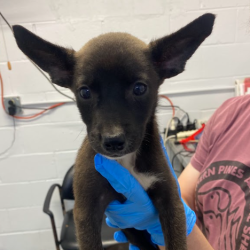 Shelter Stray Female Dog last seen , 1901 N 31st Ave, Hattiesburg, MS 39401, USA