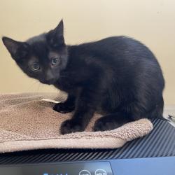 Shelter Stray Male Cat last seen , 361 S Raymond Ave, Pasadena, CA 91105, USA