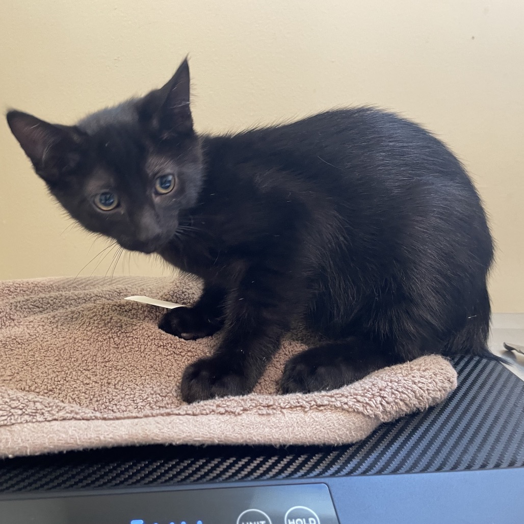 Shelter Stray Male Cat last seen , 361 S Raymond Ave, Pasadena, CA 91105, USA
