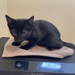 Shelter Stray Female Cat last seen , 361 S Raymond Ave, Pasadena, CA 91105, USA