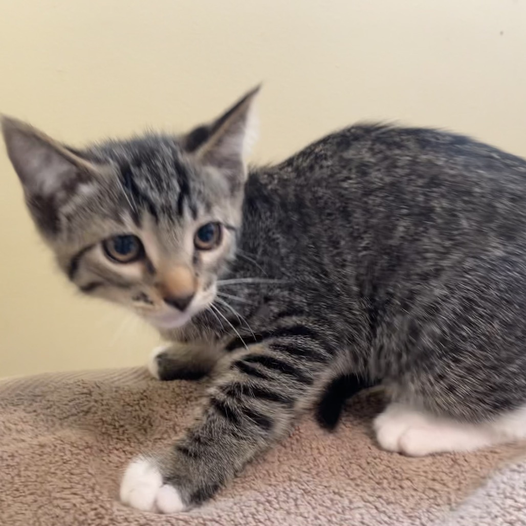 Shelter Stray Female Cat last seen , 361 S Raymond Ave, Pasadena, CA 91105, USA