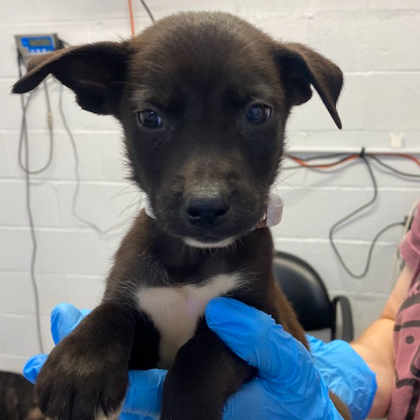 Shelter Stray Male Dog last seen , 1901 N 31st Ave, Hattiesburg, MS 39401, USA