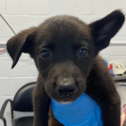 Shelter Stray Female Dog last seen , 1901 N 31st Ave, Hattiesburg, MS 39401, USA