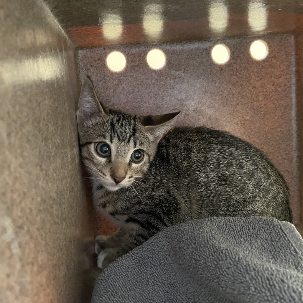 Shelter Stray Male Cat last seen , 361 S Raymond Ave, Pasadena, CA 91105, USA