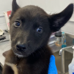 Shelter Stray Male Dog last seen , 1901 N 31st Ave, Hattiesburg, MS 39401, USA