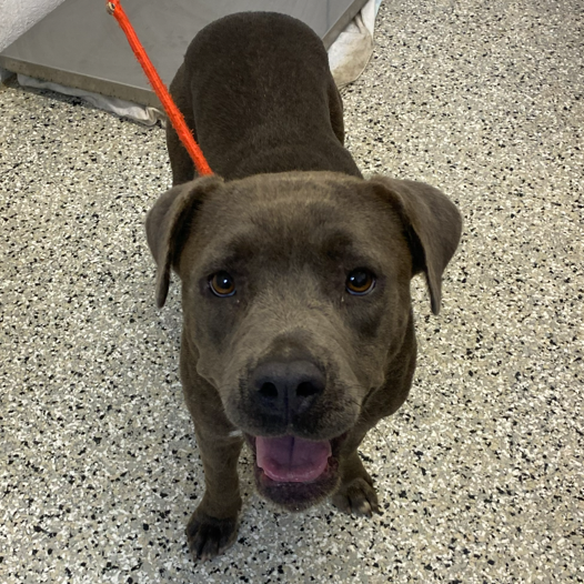 Shelter Stray Female Dog last seen , 1901 N 31st Ave, Hattiesburg, MS 39401, USA