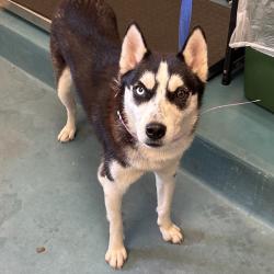 Shelter Stray Female Dog last seen , 2350 Appling City Cove, Memphis, TN 38133, USA