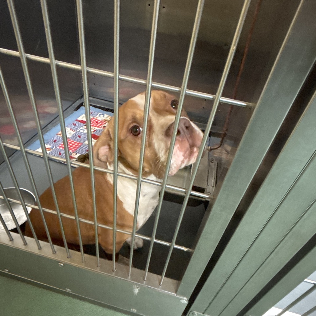 Shelter Stray Female Dog last seen , 2350 Appling City Cove, Memphis, TN 38133, USA