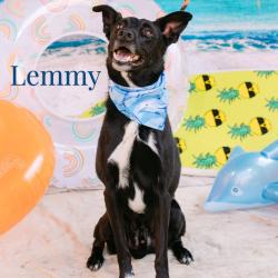 Shelter Stray Male Dog last seen , Animal Care & Control Team of Philly, 111 W Hunting Park Ave, Philadelphia, PA 19140, USA