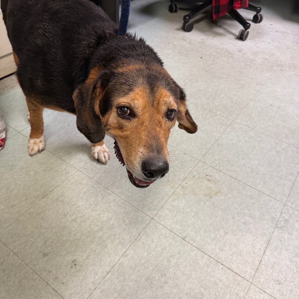 Shelter Stray Male Dog last seen , Animal Care & Control Team of Philly, 111 W Hunting Park Ave, Philadelphia, PA 19140, USA