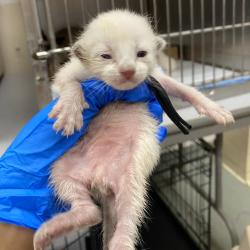 Shelter Stray Unknown Cat last seen , 6621 Westminster Ave, Garden Grove, CA 92844, USA