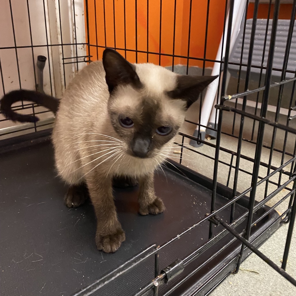 Shelter Stray Unknown Cat last seen , 6621 Westminster Ave, Garden Grove, CA 92844, USA