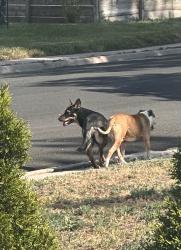 Found/Stray Unknown Dog last seen 12th and Monroe, Cheyenne, WY 82001