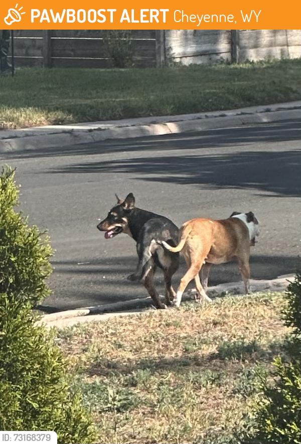 Found/Stray Unknown Dog last seen 12th and Monroe, Cheyenne, WY 82001
