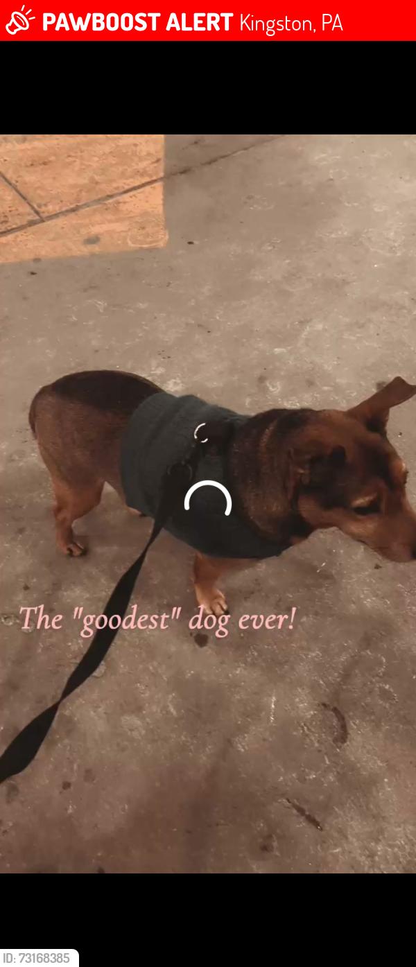 Lost Male Dog last seen Main St Kingston, pa, Kingston, PA 18704