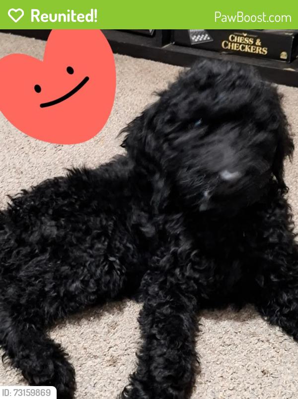 Reunited Male Dog last seen N. Loop & N. Ash Ave, Lubbock, TX 79403