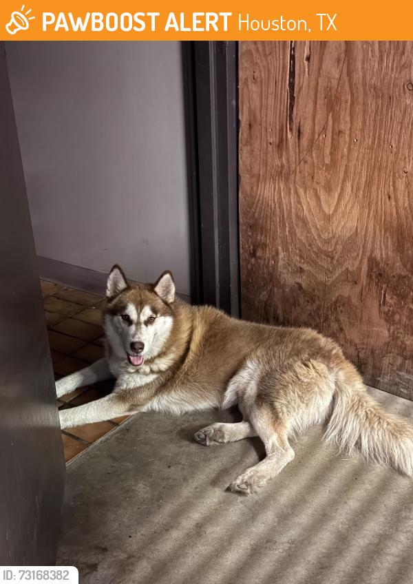 Found/Stray Male Dog last seen Tidwell and I69, Houston, TX 77093