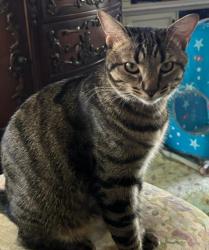 Lost Female Cat last seen Village Loop, Phllips Ranch, Pomona, CA 91766