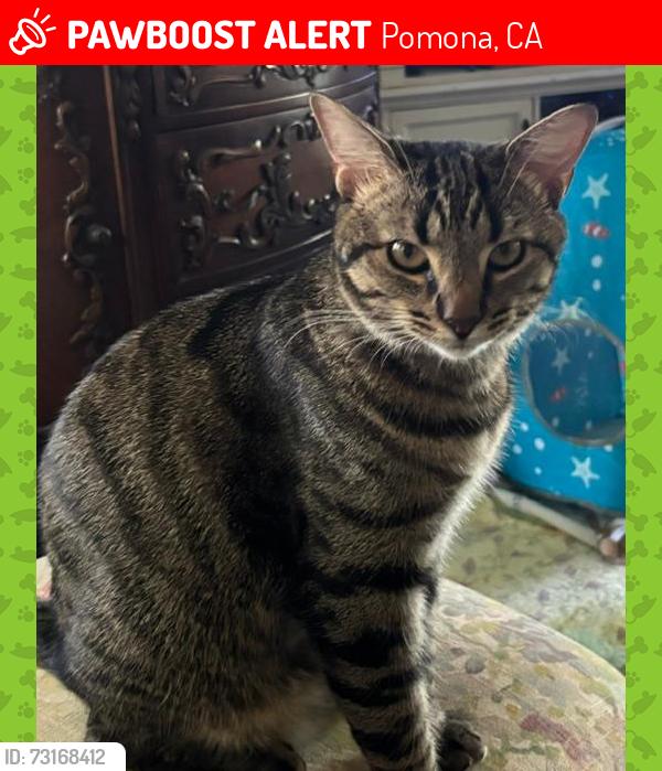 Lost Female Cat last seen Village Loop, Phllips Ranch, Pomona, CA 91766