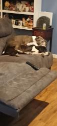 Lost Female Dog last seen Warner and tonto, Apache Junction, AZ 85120