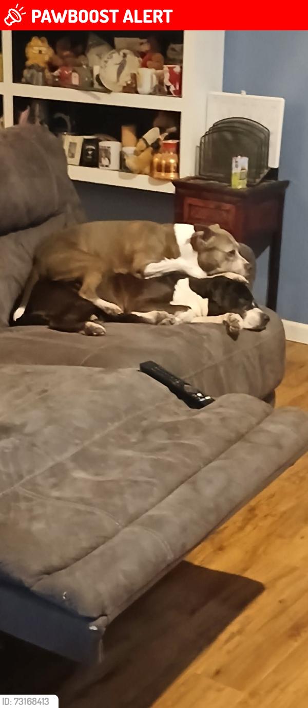Lost Female Dog last seen Warner and tonto, Apache Junction, AZ 85120