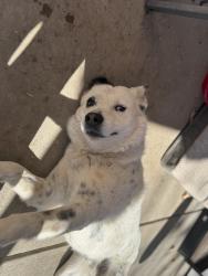 Lost Male Dog last seen Near Holly St, Commerce City, CO 80022, Commerce City, CO 80022