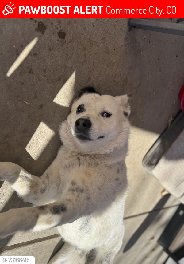 Lost Male Dog last seen Near Holly St, Commerce City, CO 80022, Commerce City, CO 80022